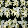 Poinsetia blanca, Flor de Pascua blanca