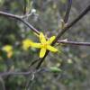 Corokia cotoneaster