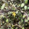 Corokia cotoneaster