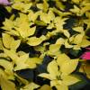 Poinsetia amarilla, Flor de Pascua amarilla