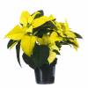 Poinsetia amarilla, Flor de Pascua amarilla