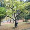 Styrax prpura 'Purple Dress'