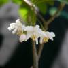 Styrax prpura 'Purple Dress'