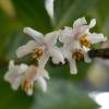 Styrax prpura 'Purple Dress'