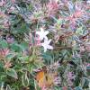 Abelia 'Confetti'