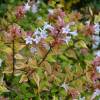 Abelia abigarrada multicolor