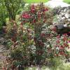 Cestrum, jazmn rojo