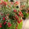 Cestrum, jazmn rojo