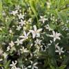 Eriostemon con hojas de Myoporum