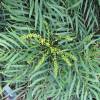 Mahonia sin espinas 'Soft caress'