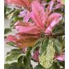 Fotinia tricolor 'Pink Crispy'