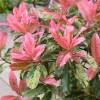 Fotinia tricolor 'Pink Crispy'
