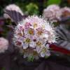 Physocarpus opulifolius 'Lady in Red'