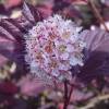 Physocarpus opulifolius 'Lady in Red'