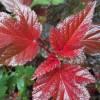Physocarpus opulifolius 'Lady in Red'