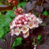 Physocarpus opulifolius 'Lady in Red'