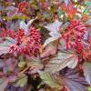 Physocarpus opulifolius 'Lady in Red'