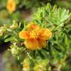 Potentilla Naranja