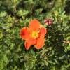 Potentilla Naranja