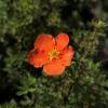 Potentilla Naranja