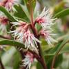 Sarcococca hookeriana