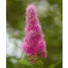 Spirea rosa con hojas de Sauce