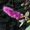 Spirea rosa con hojas de Sauce