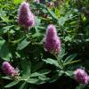 Spirea rosa con hojas de Sauce