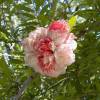 Granada con flores bicolores 'Mme Legrelle'