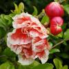 Granada con flores bicolores 'Mme Legrelle'