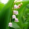 Muguet rosa, Lirio del Valle rosa