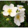 Potentilla Blanca