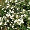 Potentilla Blanca