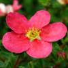 Potentilla 'Danny Boy'