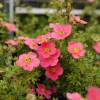 Potentilla 'Danny Boy'