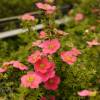 Potentilla 'Danny Boy'