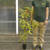 Verbena ex�tica