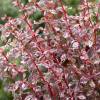 Agracejo 'Harlequin'