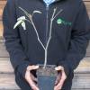 Bladernut europeo