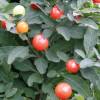 Tomate enano, Tomatillo de Jerusalem