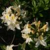 Azalea mollis Blanca