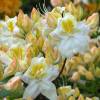 Azalea mollis Blanca