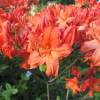 Azalea mollis 'Hotspur Red'