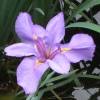 Iris japons 'Rose Queen'
