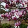 Magnolio caduco 'Rustica Rubra'