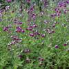 Salvia bicolor