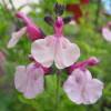 Salvia rosa salmn