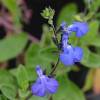 Salvia azul