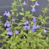 Salvia azul