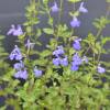 Salvia azul